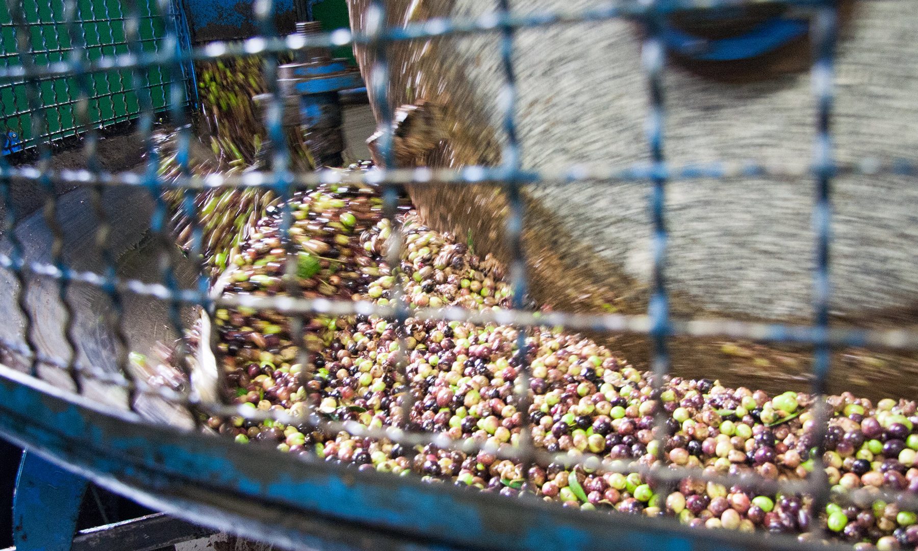 Fattoria Palombaro_macina a pietra