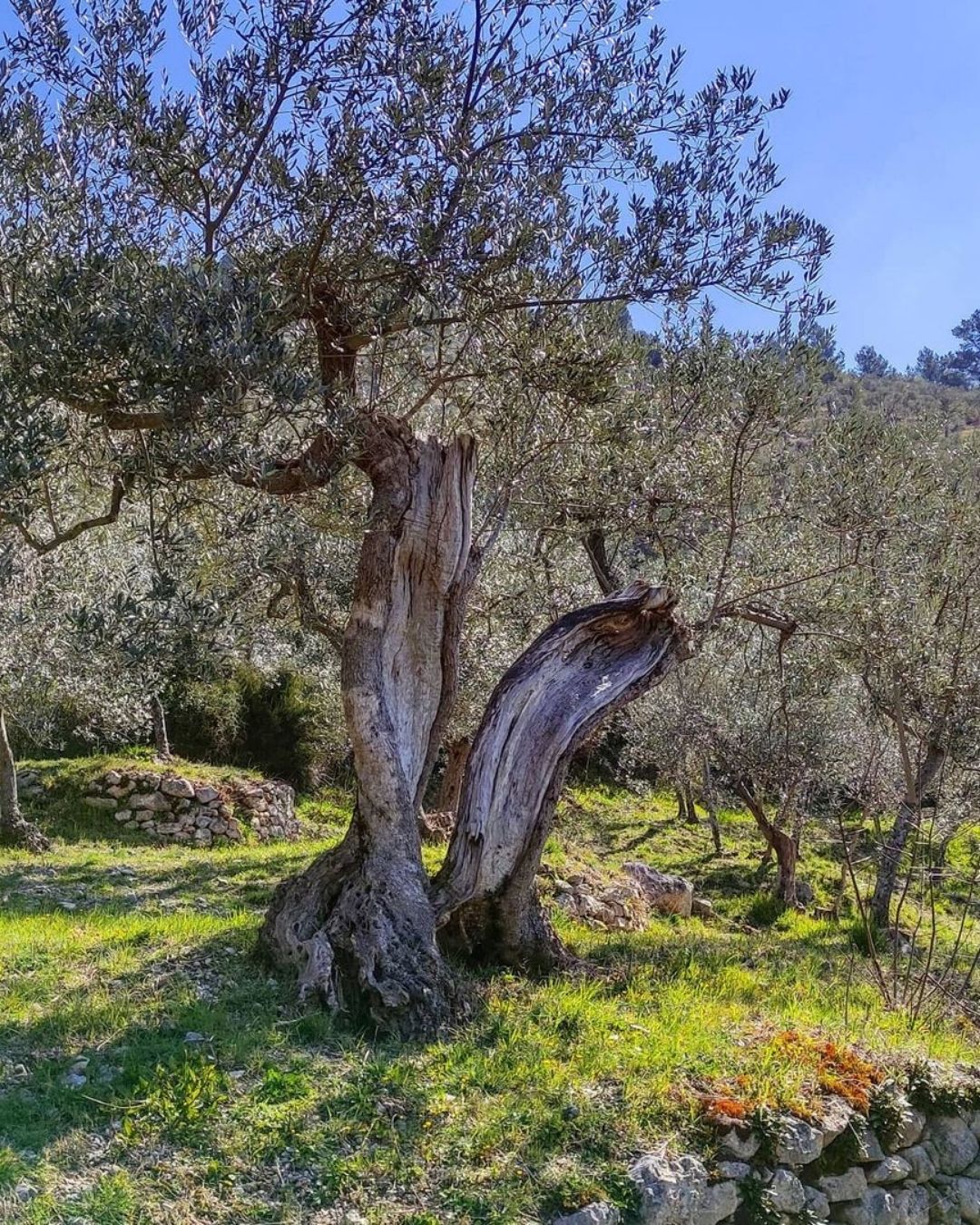 Passeggiata con gli asini