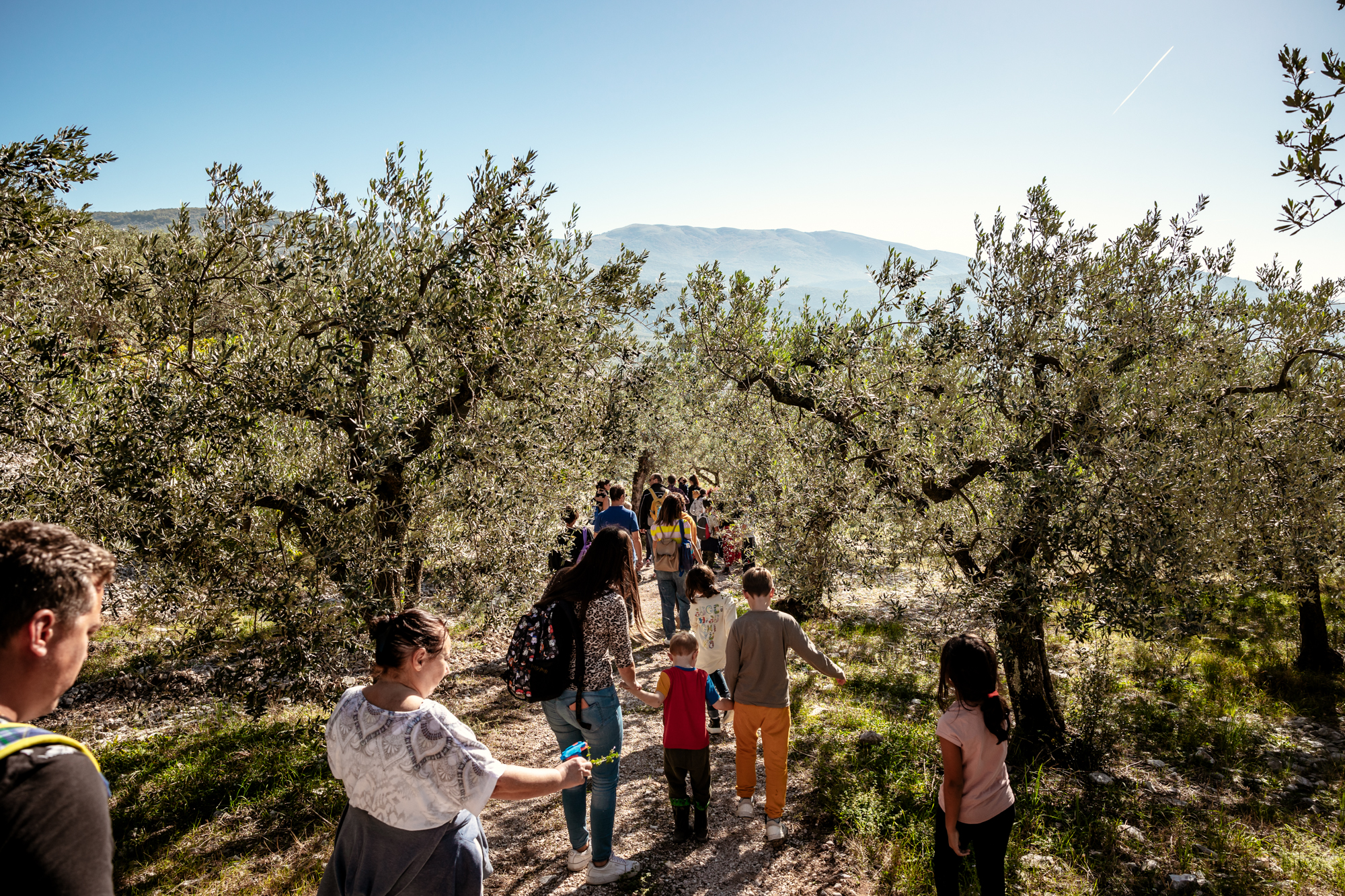 passeggiate tra gli ulivi