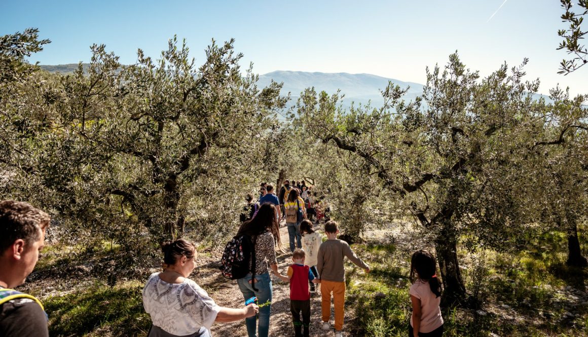 passeggiate tra gli uliviv 2